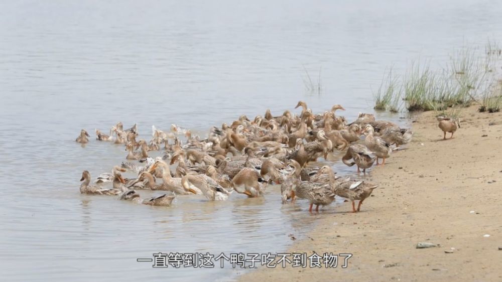 海边踩水,海里冲浪,吃小鱼小虾.