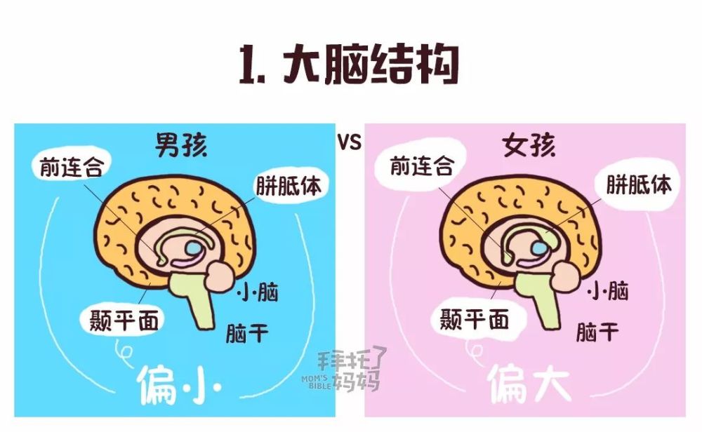 10张图告诉你:男孩女孩大脑差别有多大,养娃就该"男女