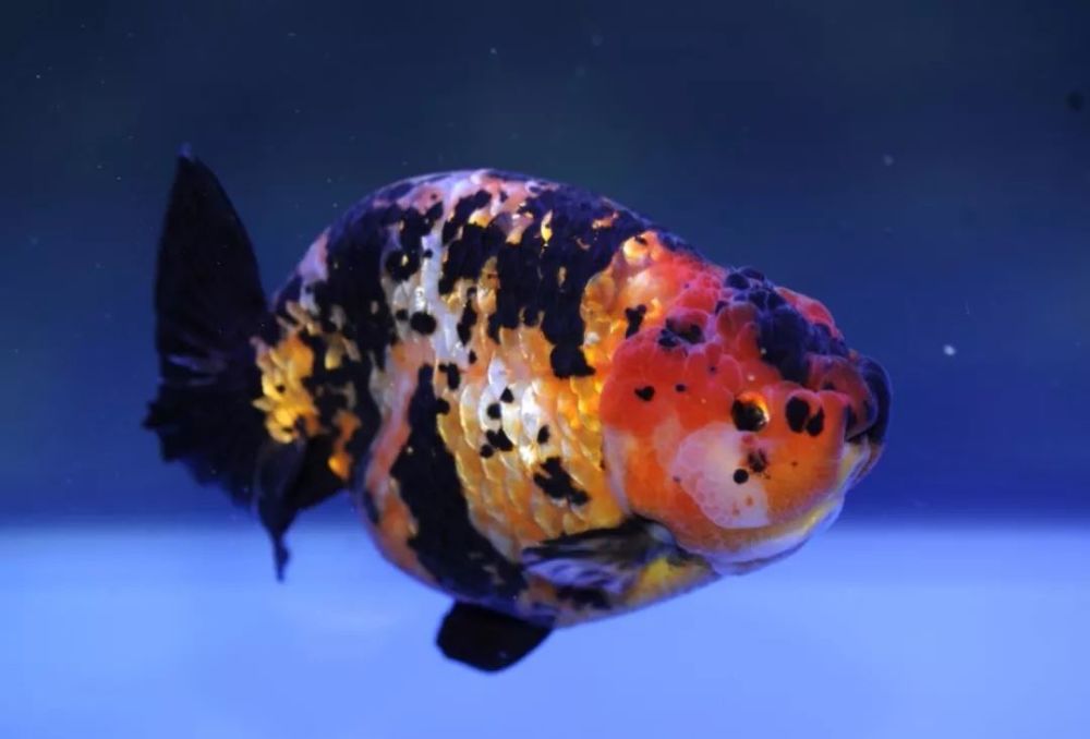 虎纹花兰寿
