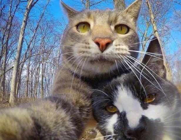 猫主子在朋友圈发了一张自拍家里的汪坐不住了