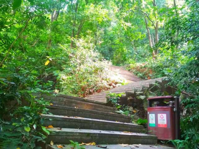 惠州公园游记,高榜山三篇,登山道台阶,至挂榜阁,见罗汉松花