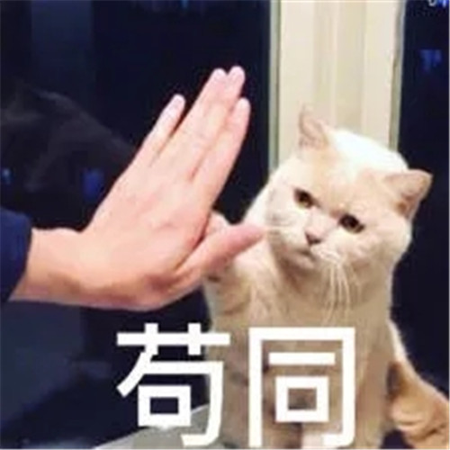 呆萌猫咪表情包,不要轻举妄动,我们还是不敢惹大佬的!