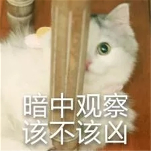 八月份趣味猫主子表情包:暗中观察该不该凶!