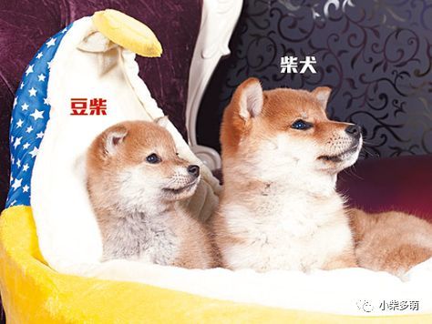 无论公犬还是母犬,体重都较正常柴犬体重轻1～2公斤.