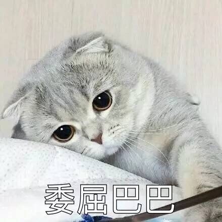 委屈巴巴的猫猫表情包分享给你