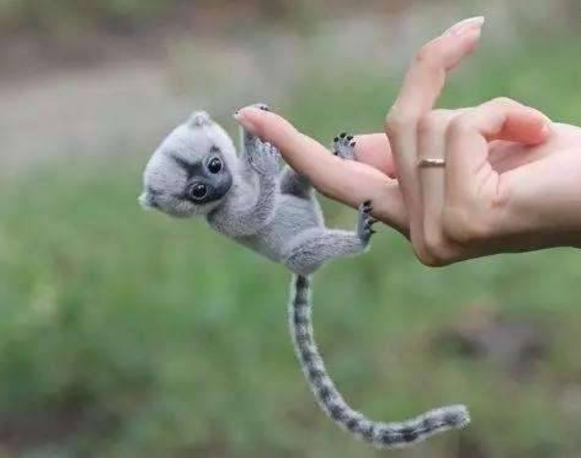 它是世界上最小的猴子,仅仅只有拇指般大小,又名"拇指