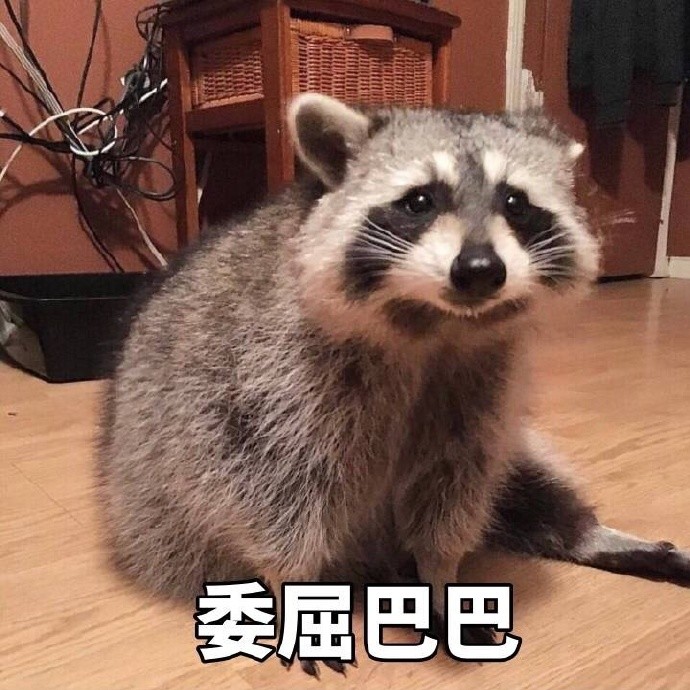 委屈巴猫咪新鲜卖萌势力来袭