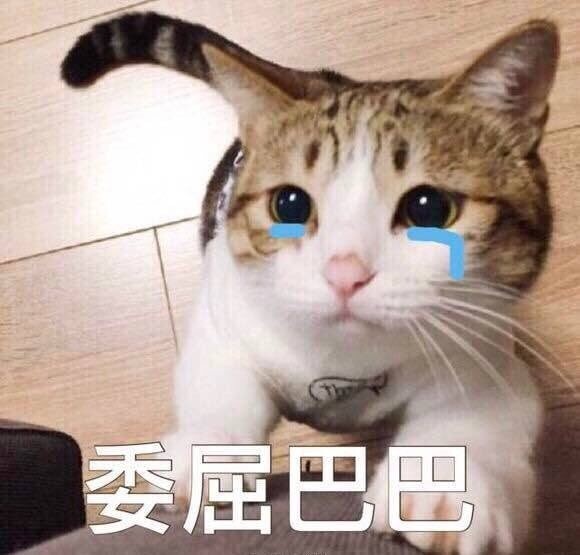 委屈巴猫咪新鲜卖萌势力来袭