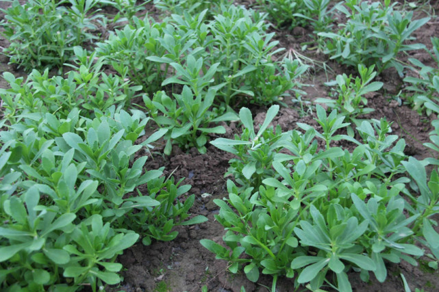 它被称"养心草",药用价值被发掘,人工种植卖价高成"致富草"