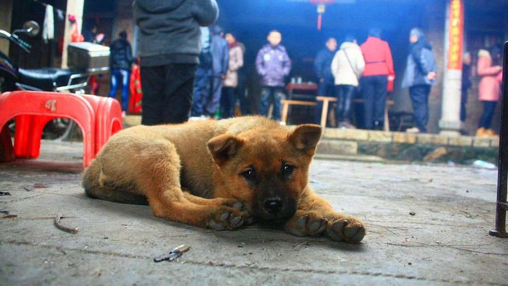 "狼怕摸刀,狗怕弯腰",地道农村人才懂的诀窍,遇到土狗