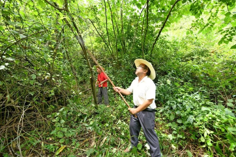 经过当地的第三天,国民党反动派军队就四处查找掉队和失散的"红匪,哪