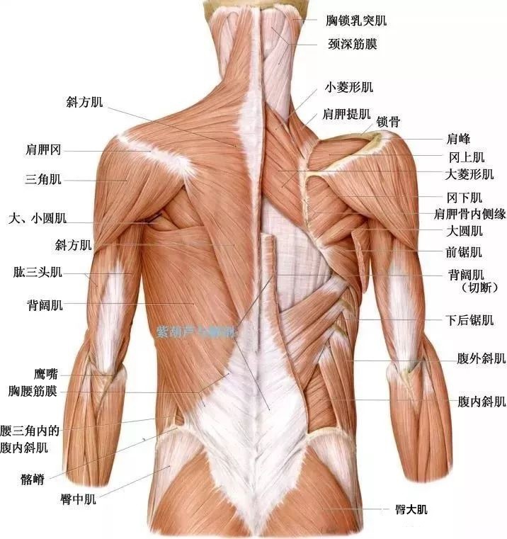 往往都伴随以下问题: 过紧的肌肉:胸大肌,胸小肌,背阔肌,肩胛提肌