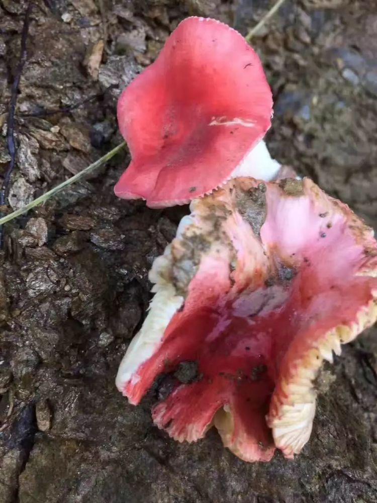 烟台人,山上的蘑菇不要随便采!鲁大刘老师教你如何