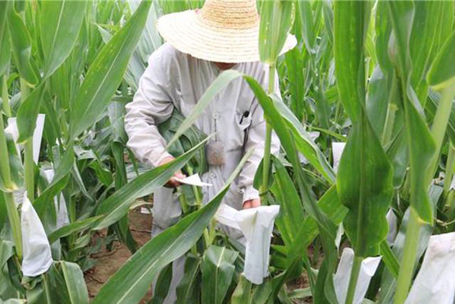 种植玉米,如何进行人工授粉?授粉过程中有哪些注意