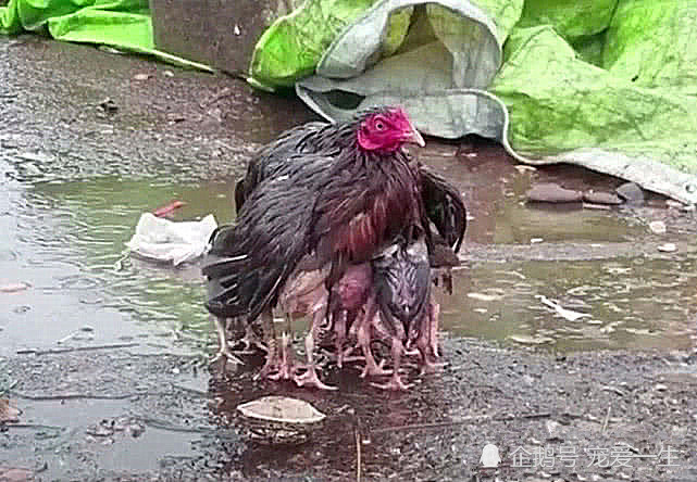 母鸡站在大雨中张开翅膀不肯离开蹲下去一看画面感人