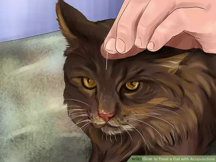 如何用针灸治疗猫