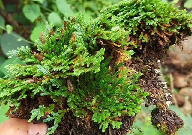 这种草在农村被称为不死草被晒干还能复活你见过吗