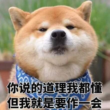 柴犬表情包卖萌哒快来接受可爱暴击吧