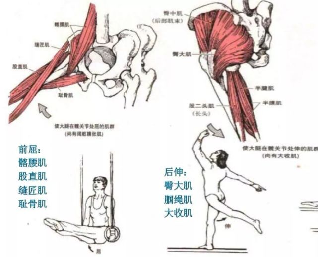 髋关节查体方法汇总