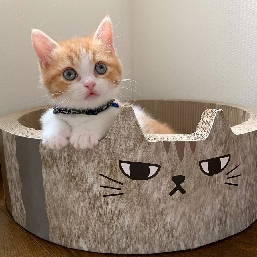 或帅气,或美貌的"猫片", 吸引了无数颜粉时, 这只橘猫却凭"厌世脸"火