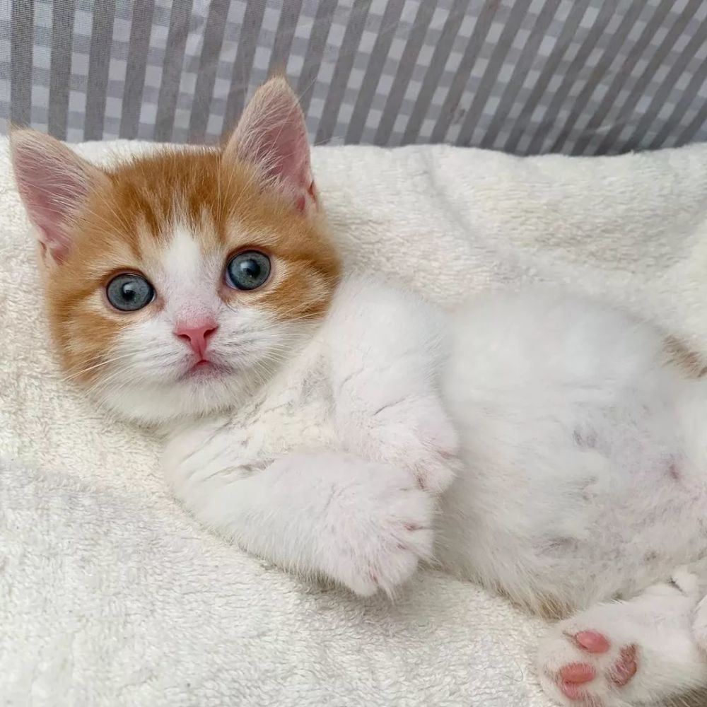 "成精了"的小奶猫 一名叫chavata2023的饲主 把新供养的猫主子"睡颜"