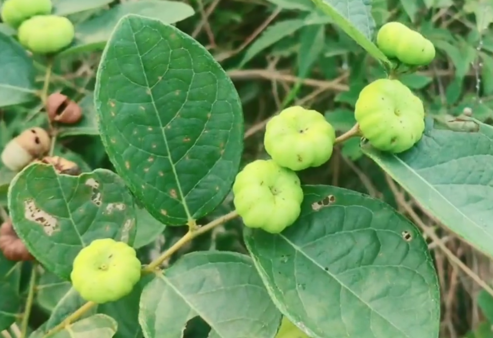 农村独有的天然"牙痛药",村民一牙痛就找它,可惜在药店买不到
