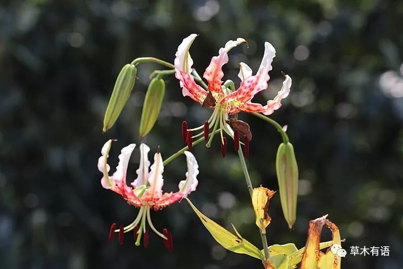 药百合竹林深处觅仙子