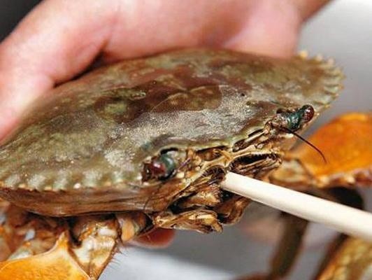 入秋梭子蟹正肥美,清蒸掉腿又流黄?学会这个妙招,全家