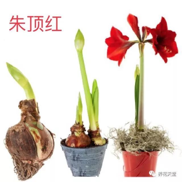 7种植物花美根丑,百合,水仙,大丽花的鳞茎,球茎怎么分辨?