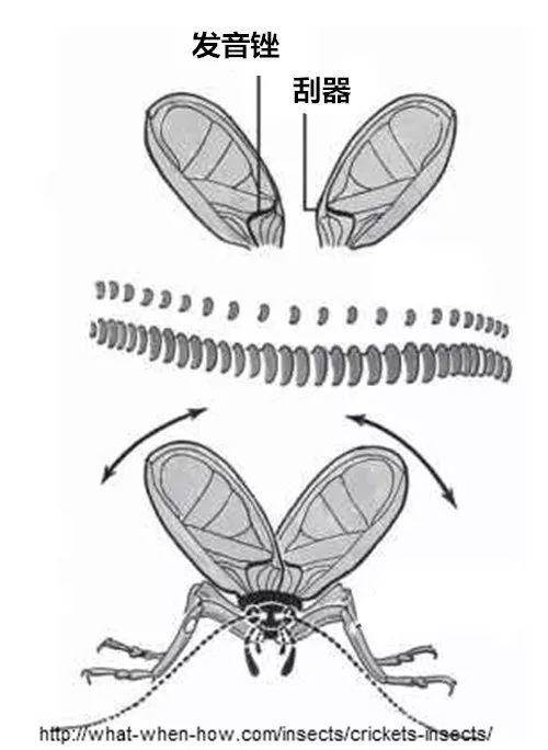 放慢四倍后的蟋蟀摩擦翅膀过程 这个过程你肯定不会陌生——想象一下