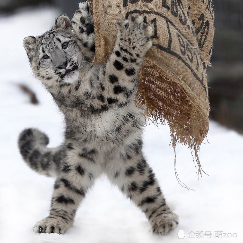 雪豹大猫的小时候看上去总是智商不在线,一副不太聪明