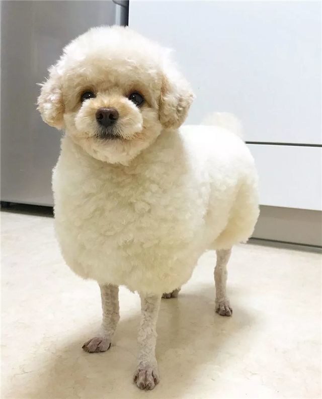 泰迪的羊咩咩造型对不起我有点想笑
