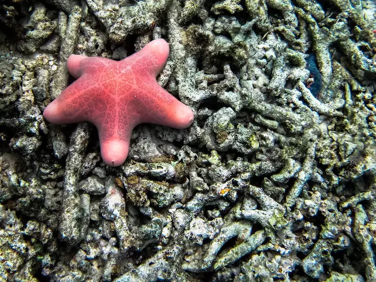 棘皮动物海星沙钱和海胆