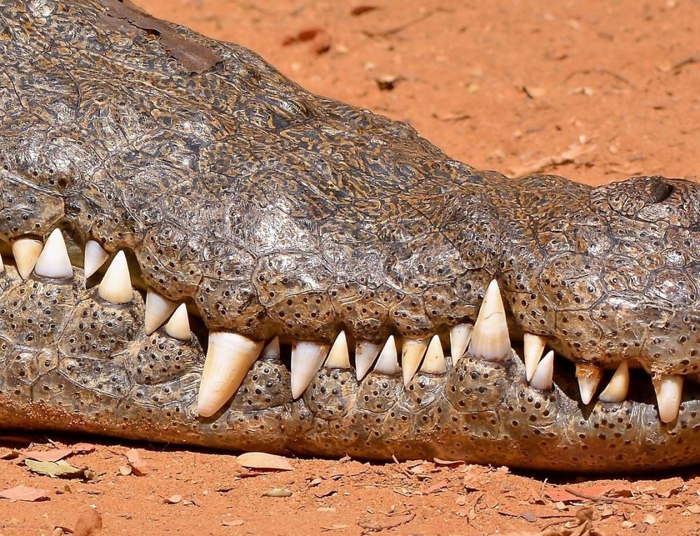 科学家认为,人们被自己固有的思维误导,鳄鱼的牙齿其实并没有想象中