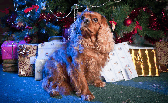 喜欢雪的10种犬种 有些狗品种在下雪天气下并不痛苦.