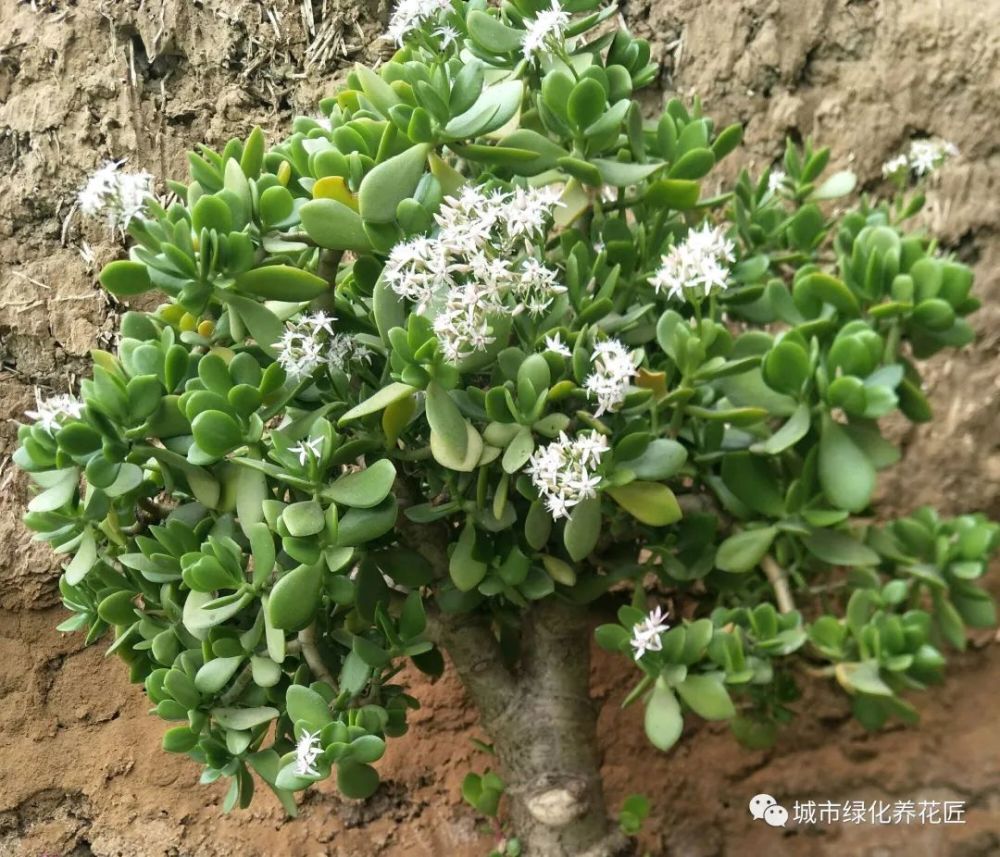 玉树盆栽在秋老虎天气您会浇水吗?浇对水了,年年开花