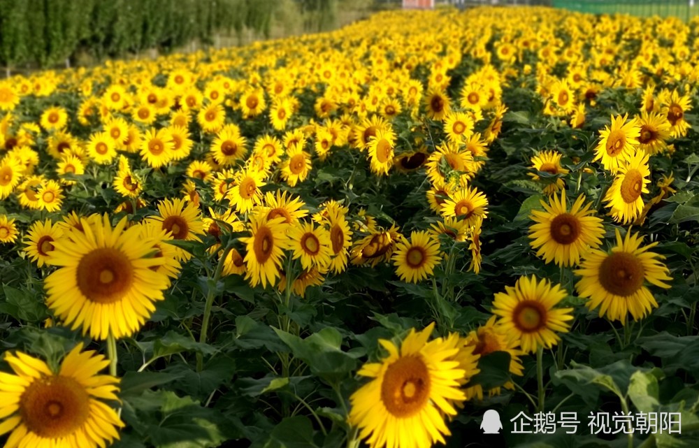 随处可见的向日葵花海成稀缺美景:种的少了,收费的多了