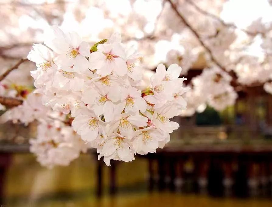 趣知识;日本的国花,国徽,国歌,国鸟及国石