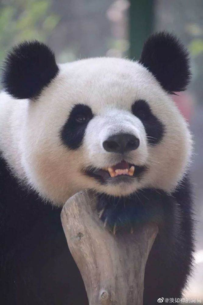 大熊猫雪宝