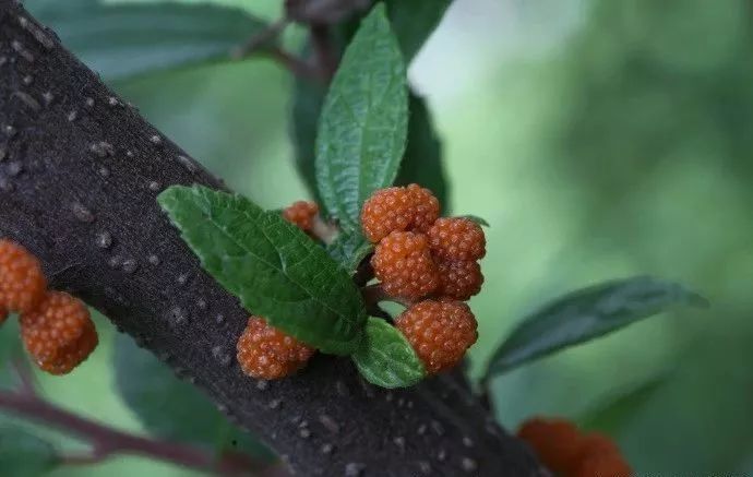 黑莓(blackberry),也称露莓,原产地北美洲,属蔷薇科悬钩子多年生藤本