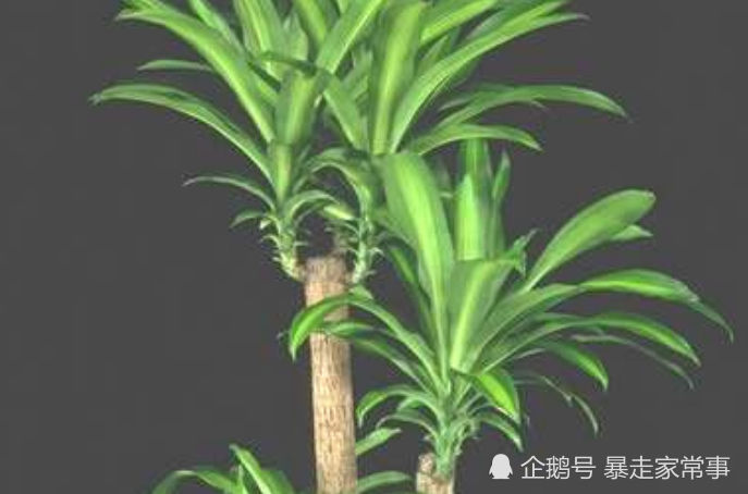 香龙血树生性强健,植株较高大,根系发达