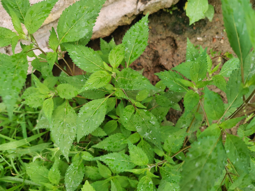 在东北有一种山野菜,叫"把蒿"把蒿这东西在东北农村,房前屋后就有,种