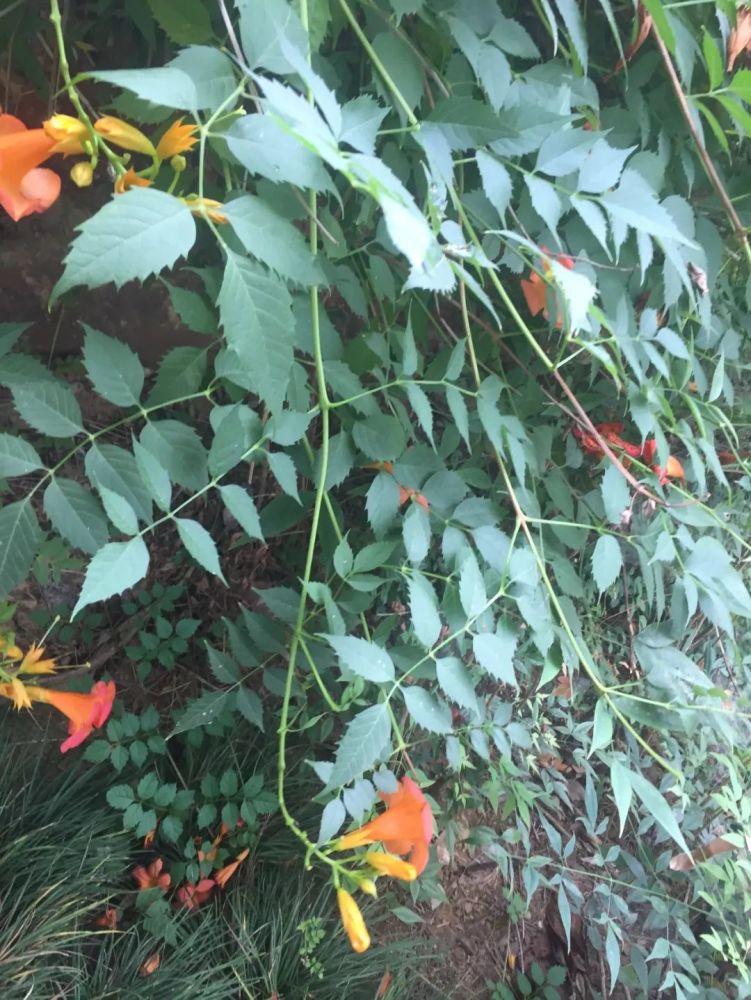 如果有一天,红黄萼凌霄再跟凌霄有进一步的杂交,或者叶子背面的被毛不