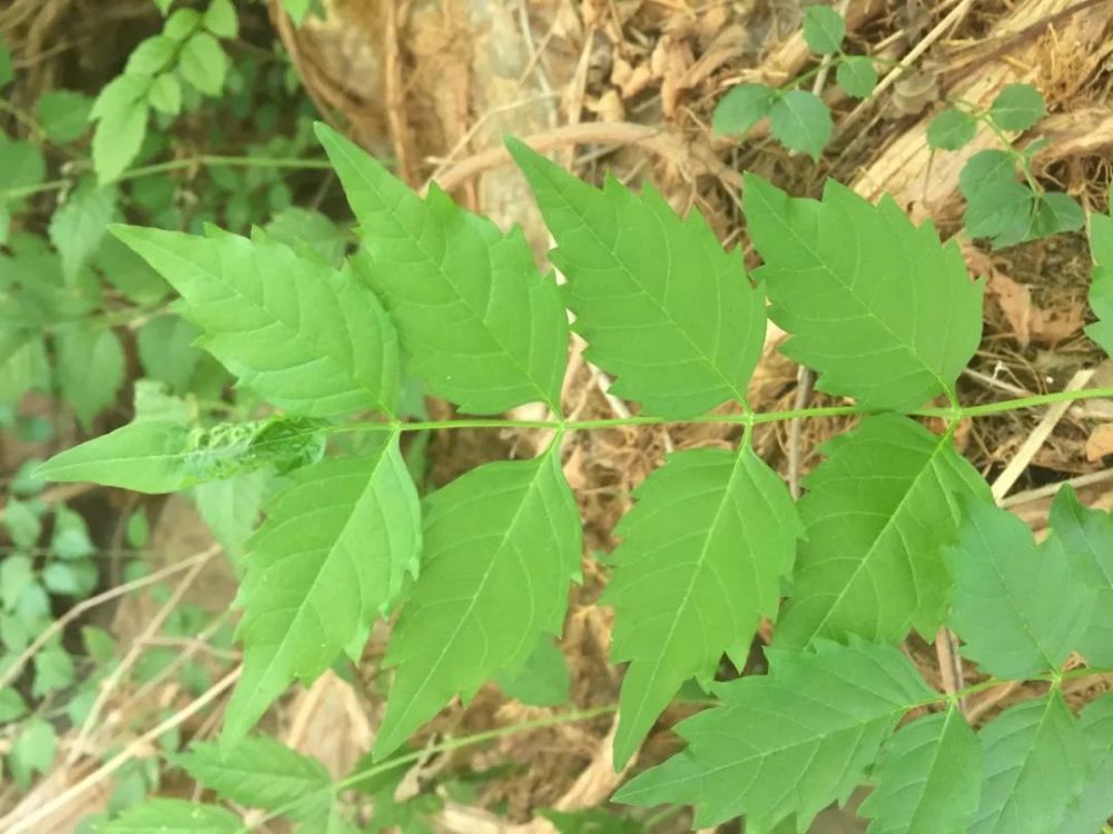 如果有一天,红黄萼凌霄再跟凌霄有进一步的杂交,或者叶子背面的被毛不