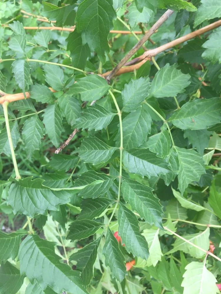 红黄萼凌霄有着凌霄那样的花形和复叶数量,但有着厚萼凌霄叶背那样的