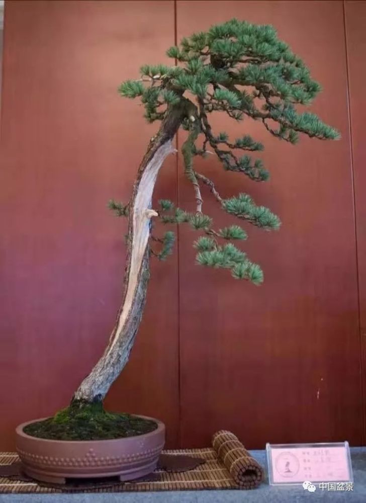 浙风瓯韵盆景展上胡乐国先生的弟子邵胜光制作的五针松盆景