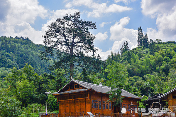 贵州印江:团龙村600年柔毛油杉挂果 系国家Ⅱ级重点