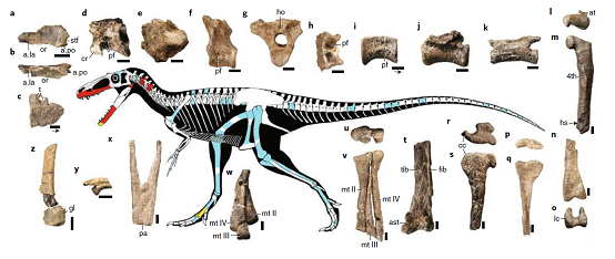 郊狼暴龙骨骼化石(图片来源:https://www.nature.