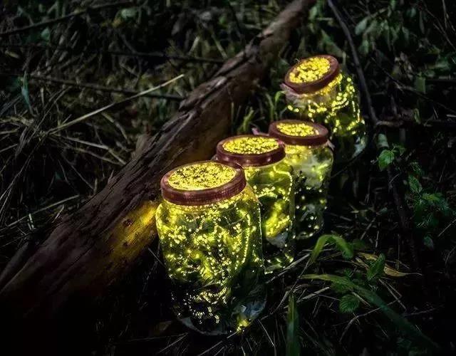 看漫天萤火虫,探访流萤森林!这个暑假,让我们邂逅奇幻山海秘境