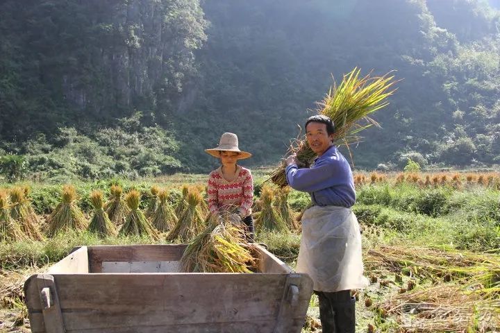 打谷子咯荆门农村这些打谷子的工具你还记得几个